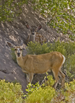 Doe and Fawn in Dunes 4116